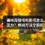 猫咪蒜瓣毛和脏毛怎么区分?辨别方法全解析(图3) 猫咪蒜瓣毛和脏毛怎么区分?辨别方法全解析(图3)