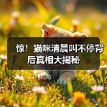 惊!猫咪清晨叫不停背后真相大揭秘(图2) 惊!猫咪清晨叫不停背后真相大揭秘(图2)