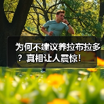为何不建议养拉布拉多?真相让人震惊!(图3) 为何不建议养拉布拉多?真相让人震惊!(图3)