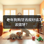 老年狗狗牙齿腐烂该不该拔牙?(图4) 老年狗狗牙齿腐烂该不该拔牙?(图4)