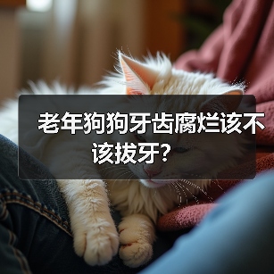 老年狗狗牙齿腐烂该不该拔牙?(图3) 老年狗狗牙齿腐烂该不该拔牙?(图3)