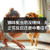 猫咪驱虫后没精神,是正常反应还是中毒信号?(图1) 猫咪驱虫后没精神,是正常反应还是中毒信号?(图1)