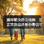 猫咪驱虫后没精神,是正常反应还是中毒信号?(图2) 猫咪驱虫后没精神,是正常反应还是中毒信号?(图2)