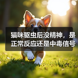 猫咪驱虫后没精神,是正常反应还是中毒信号?(图4) 猫咪驱虫后没精神,是正常反应还是中毒信号?(图4)