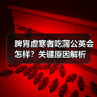 脾胃虚寒者吃蒲公英会怎样？关键原因解析(图3)
