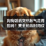 狗狗饭后突然胀气是胃扭转？黄金抢救时间仅