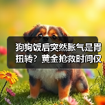 狗狗饭后突然胀气是胃扭转?黄金抢救时间仅4小时!(图3) 狗狗饭后突然胀气是胃扭转?黄金抢救时间仅4小时!(图3)