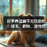 新手养蓝猫千万别忽略！掉毛、肥胖、遗传病