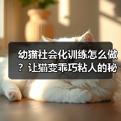 幼猫社会化训练怎么做？让猫变乖巧粘人的秘