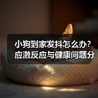 小狗到家发抖怎么办?应激反应与健康问题分析(图2) 小狗到家发抖怎么办?应激反应与健康问题分析(图2)