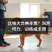 比格犬弃养率高?叫声、精力、训练成主因(图2) 比格犬弃养率高?叫声、精力、训练成主因(图2)