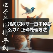 狗狗双排牙一直不掉怎么办?正确处理方法(图3) 狗狗双排牙一直不掉怎么办?正确处理方法(图3)