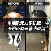 重症肌无力眼肌型:中医辨证调理辅助改善症状(图4) 重症肌无力眼肌型:中医辨证调理辅助改善症状(图4)