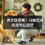舌苔白厚黄？可能是脾胃湿热在报警 - 辰飞雨深圳健康科普资讯网