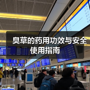 臭草的药用功效与安全使用指南 - 辰飞雨深圳健康科普资讯网