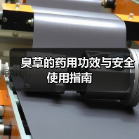 臭草的药用功效与安全使用指南(图3) 臭草的药用功效与安全使用指南(图3)