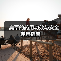 臭草的药用功效与安全使用指南(图4) 臭草的药用功效与安全使用指南(图4)