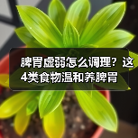 脾胃虚弱怎么调理?这4类食物温和养脾胃(图2) 脾胃虚弱怎么调理?这4类食物温和养脾胃(图2)
