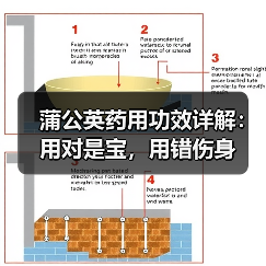蒲公英药用功效详解：用对是宝，用错伤身 - 辰飞雨深圳健康科普资讯网