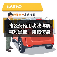 蒲公英药用功效详解:用对是宝,用错伤身(图4) 蒲公英药用功效详解:用对是宝,用错伤身(图4)